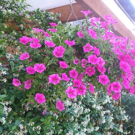 アパート Mara ドモドッソラ